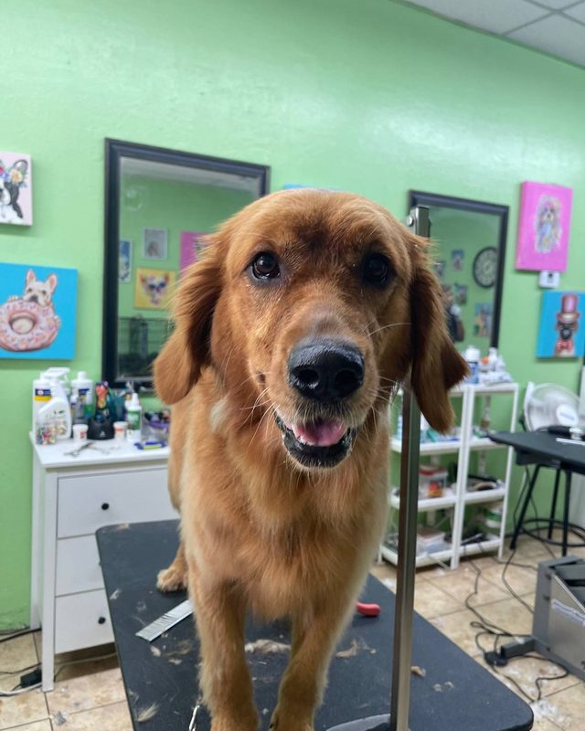 A happy golden retriever on the grooming table
